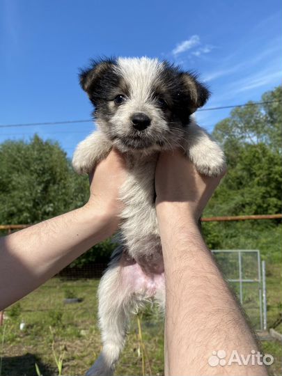 Щенок в добрые руки бесплатно маленькая порода