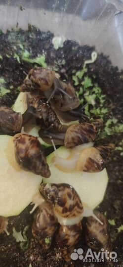 Яйца улитки ахатины ретикулята
