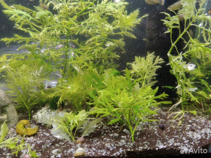 Аквариумное растение
