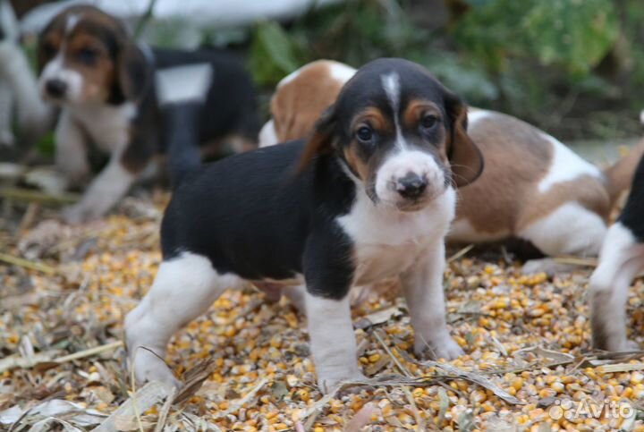 Эстонская гончая щенки