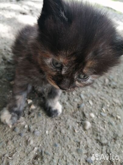 Котята