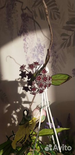 Хойя Ред буттон (ред баттон)