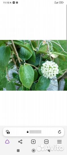 Хойя Pottsii splesh