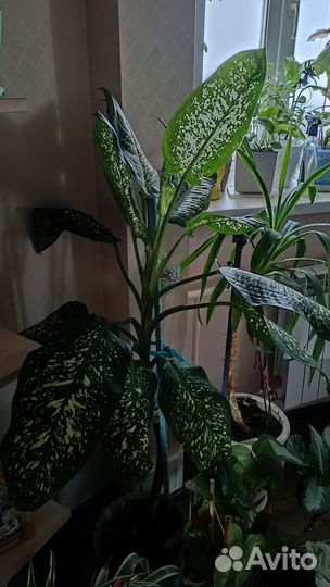 Диффенбахия