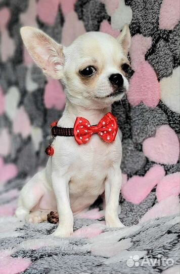 Чихуахуа чудесные мальчишки