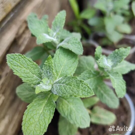 Мята сортовая коллекционная, много ароматов