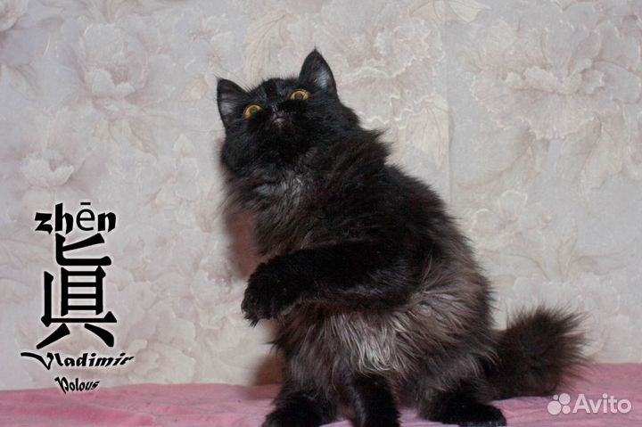 Кот подросток