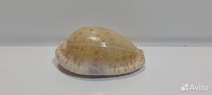 Дракаена 3,40 морская ракушка раковина