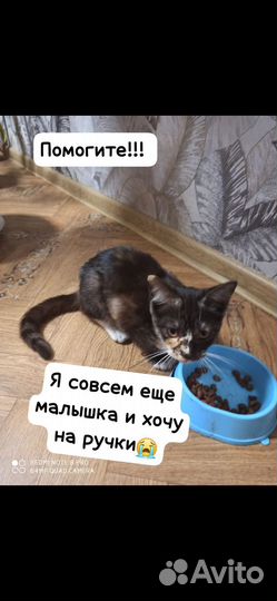 Кошка в дар