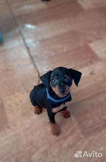 Щенки цвергпинчера