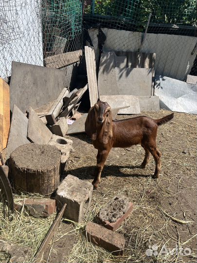 Нубийские козлята