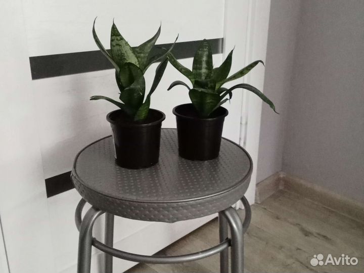 Сансевиерия Хана (каменная роза)