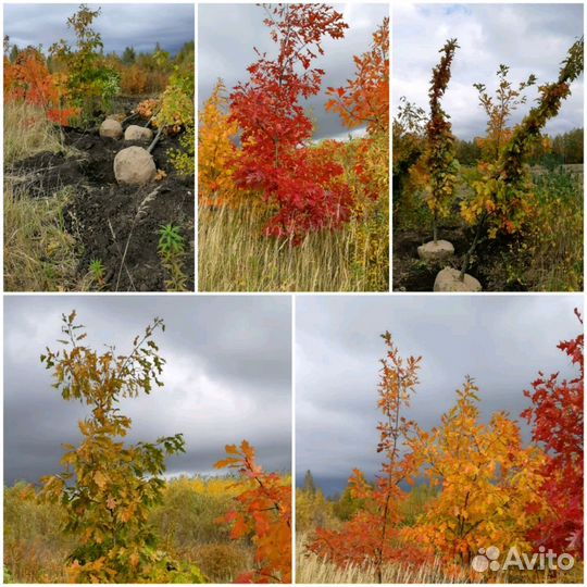 Дуб красный