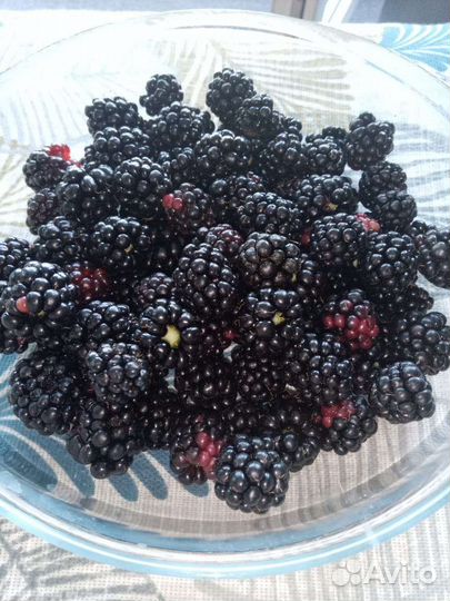 Саженцы сливы, вишни, многолетние цветы, ягоды