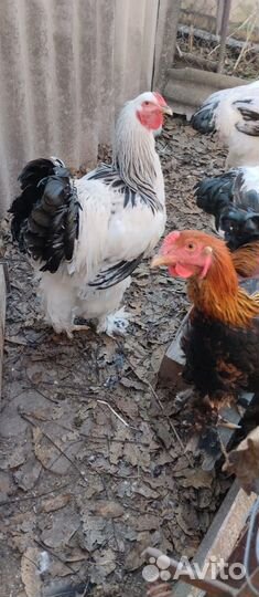 Петух брама