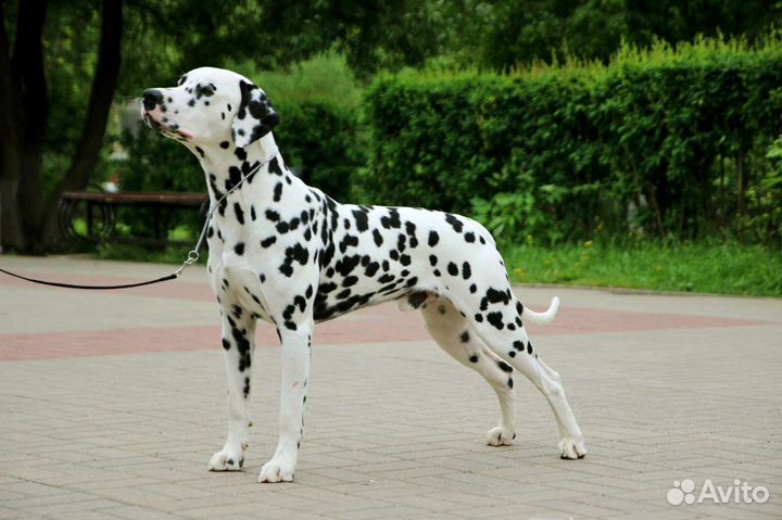 Далматин вязка