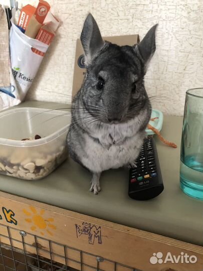 Шиншилла с клеткой