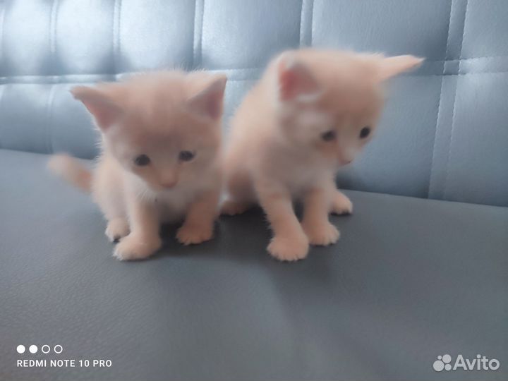 Котята 1 месяц