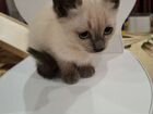 Кошка в дар бесплатно объявление продам
