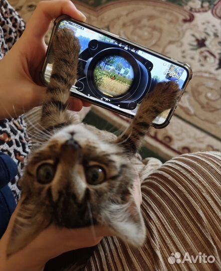 Котенок пабгер