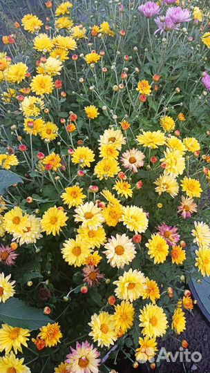 Хризантемы рано цветущие