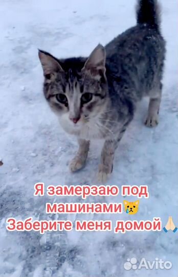 Кошка замерзает