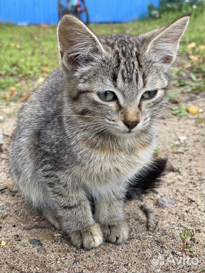 Котенок девочка в добрые руки