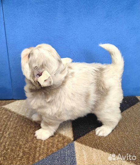 Щенки чихуахуа