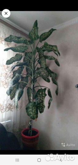 Королевская Диффенбахия и отростки от нее