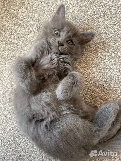 Кошечка ищет хощяев