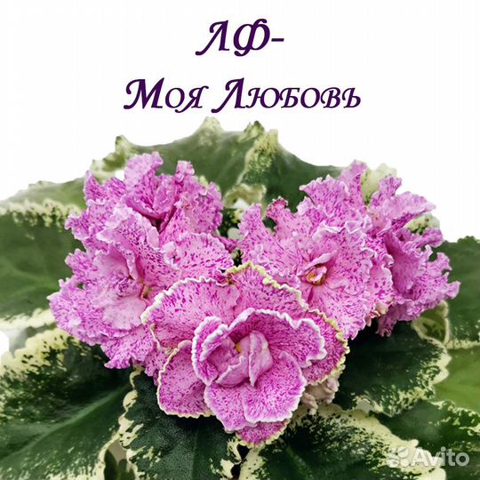 ЛФ-Моя Любовь - Fialki-Shop