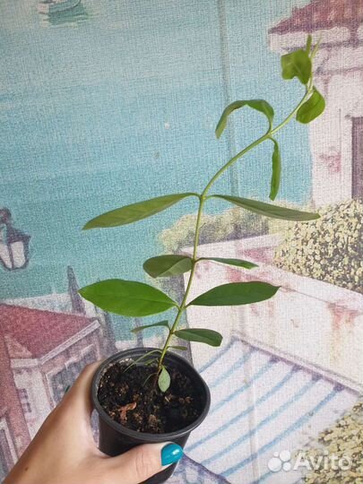 Гуава лимонная