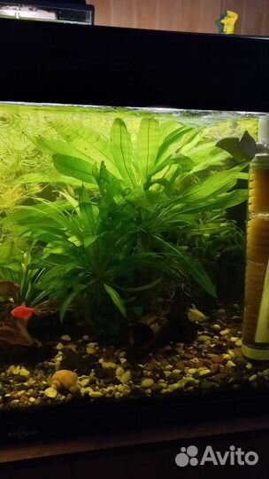Аквариумные растения