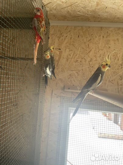 Попугай с гарантией