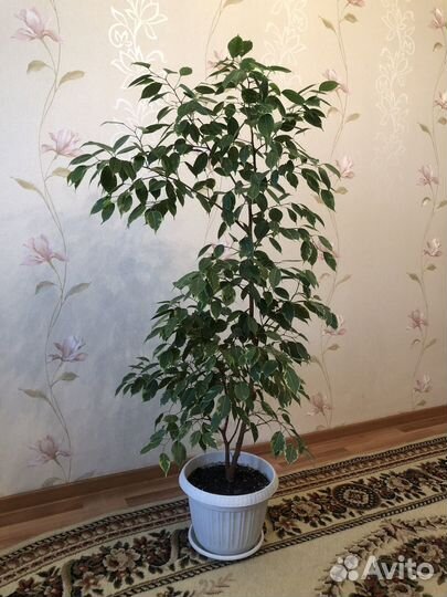 Фикус бенджамина пестролистный