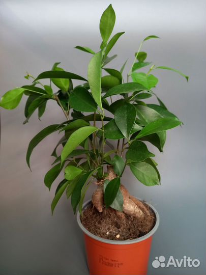 Фикус Гинсенг