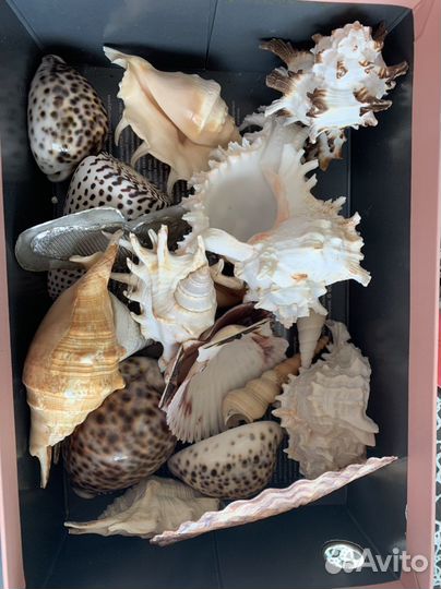 Ракушка для аквариума