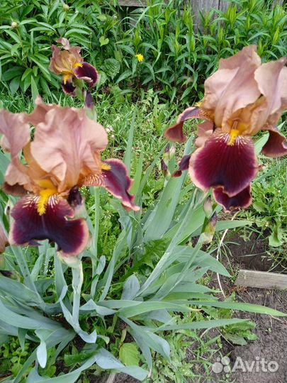 Ирисы бородатые и лилейники