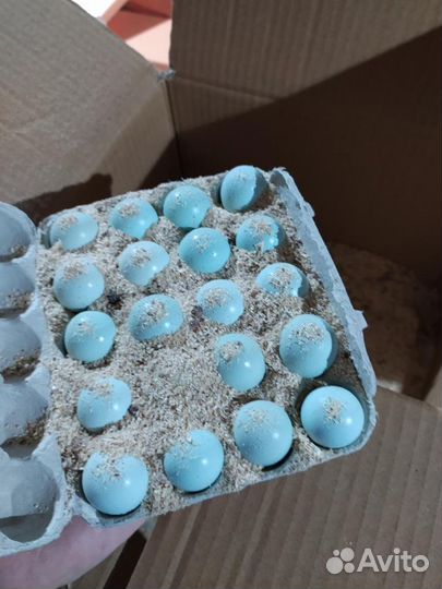 100шт Лотки для яиц перепелов
