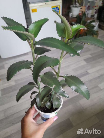 Каланхоэ лечебное