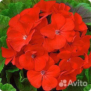 Герань зональная доставка