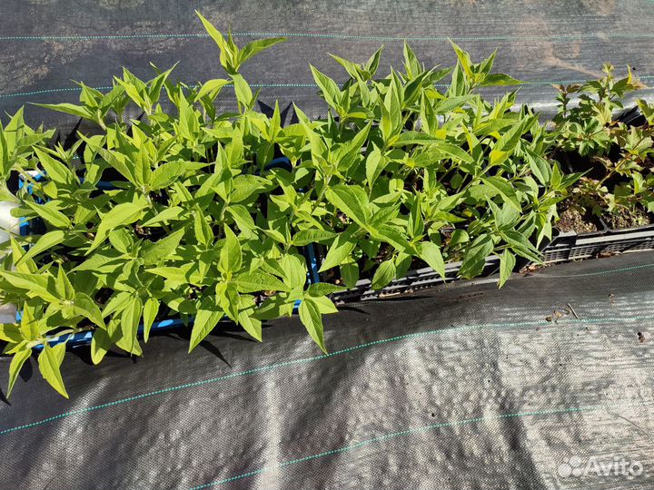 Топинамбур саженцы