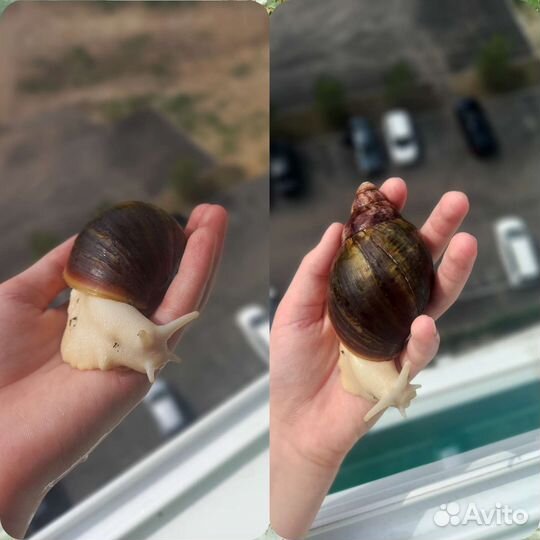 Улитка Архахатина