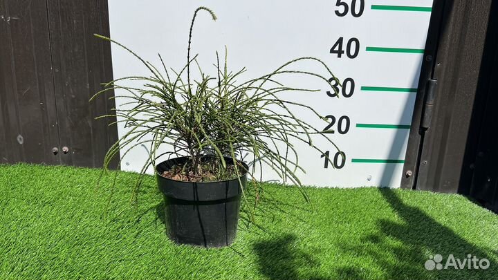 Туя Пликата Випкорд 30 см