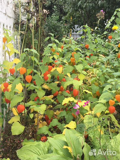 Физалис (китайские фонарики)