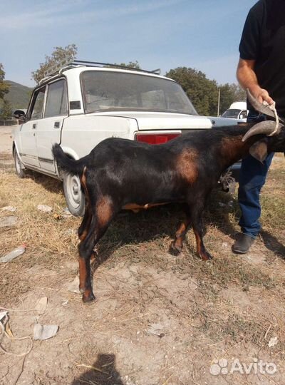 Нубийский козел