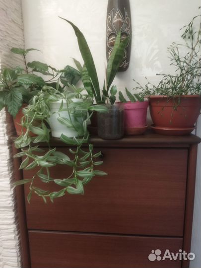 Цветы домашние в горшках