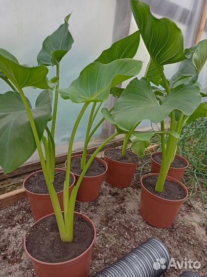 Белые каллы