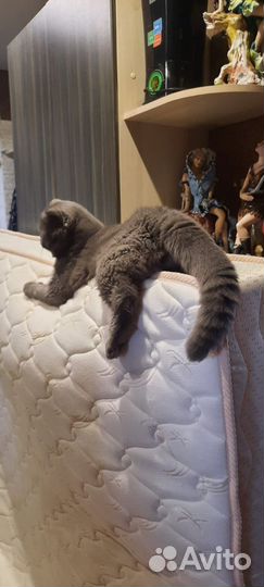 Шотландский кот вязка