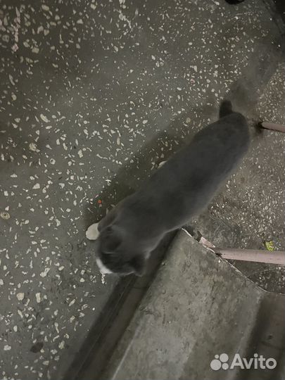 Кошка в дар